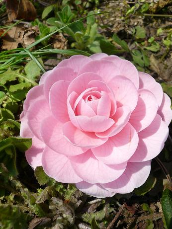 お花。