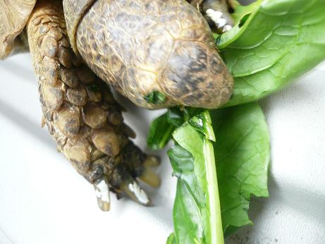 ނނC