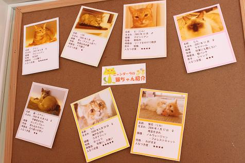 猫カフェ・ニャンダーラB